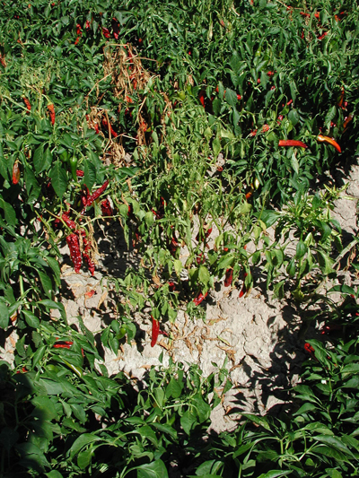 Fig. 2: Photograph showing defoliation of chile peppers caused by Verticillium wilt.